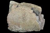 Hadrosaur (Maiasaura) Rib Bone Section - Montana #71293-2